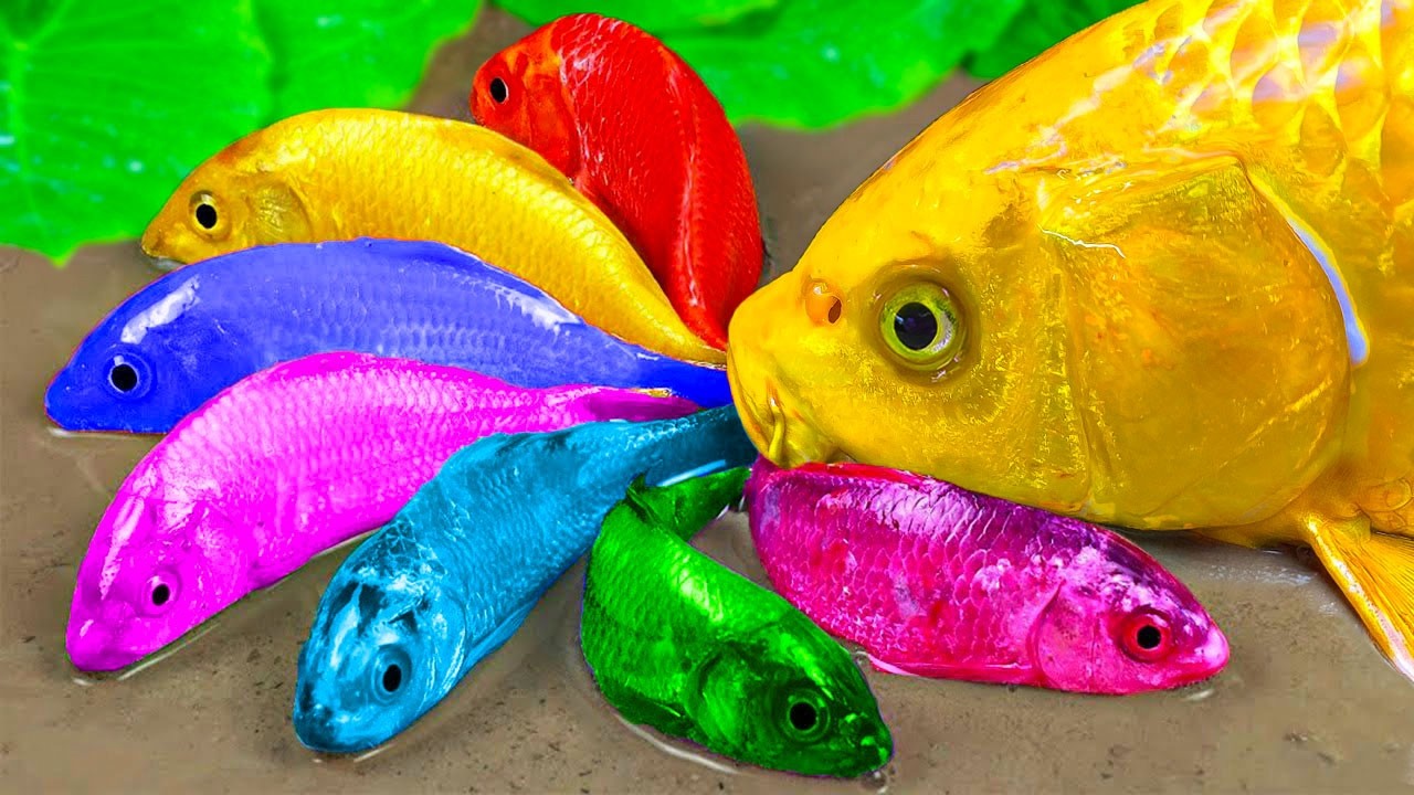 Tangkap ikan-ikan kecil yang lucu, bayi kura-kura, ikan molly, ikan lele, ikan guppy di kolam kecil