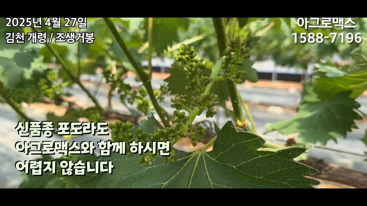 김천 조생 거봉 가온 하우스 1차 지베레린처리