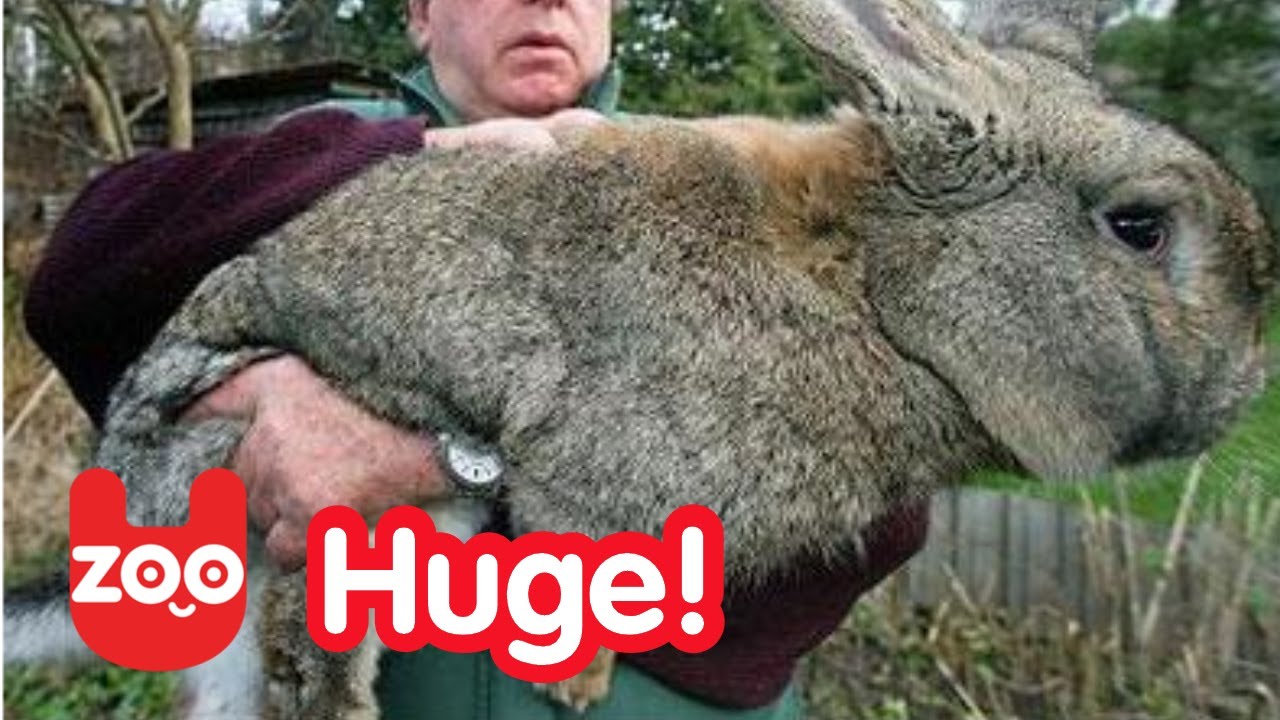 Really BIG Bunny