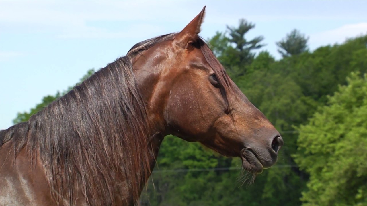 6/13/18 A Visit to the UVM Morgan Horse Farm in Weybridge on 'Across The Fence'