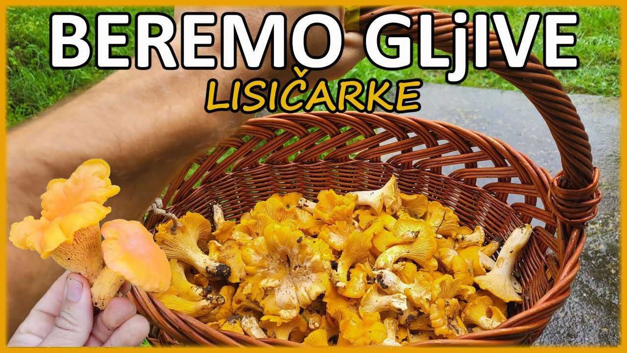 Branje pečuraka na obroncima planine Radan