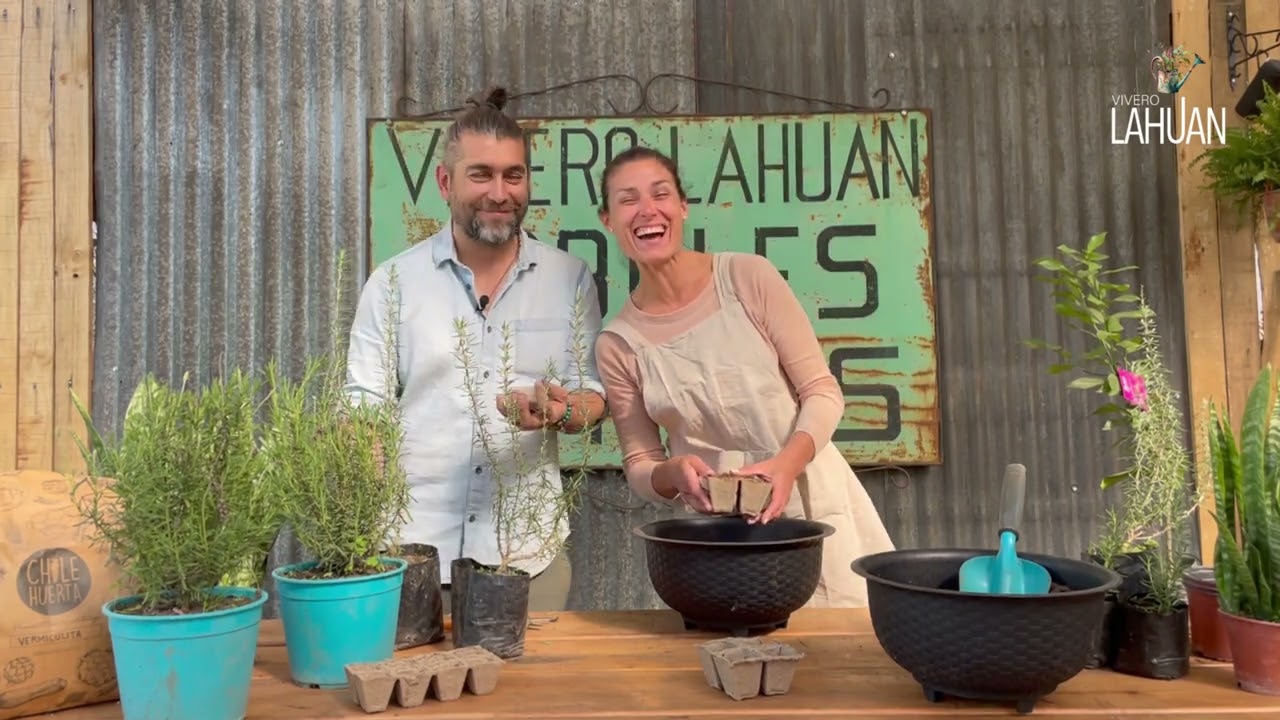 Esquejes de Lavanda y Romero!🌱