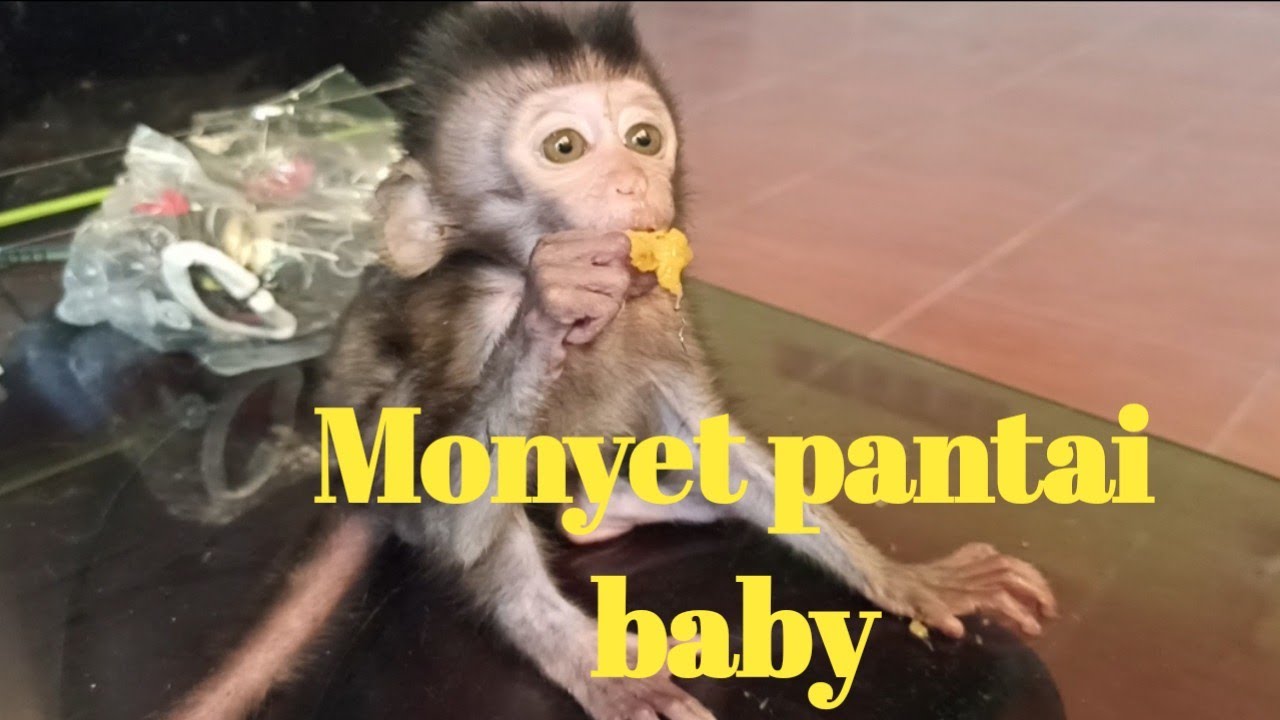 monyet pantai kerdil makan