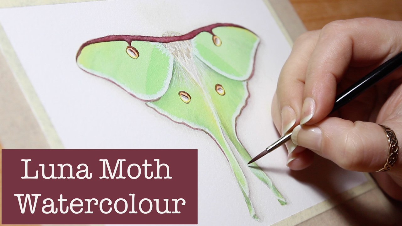 Luna Moth in Watercolour | Naelba Fine Art