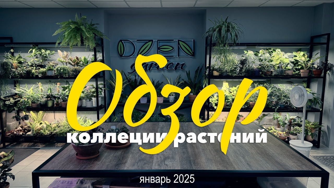 Обзор коллекции комнатных растений » Январь 2025
