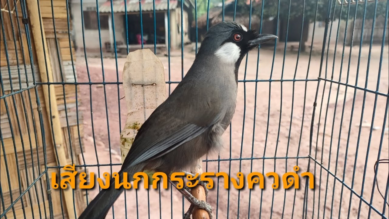 Suab noog sab fwj เสียงนกกระรางคอดํา