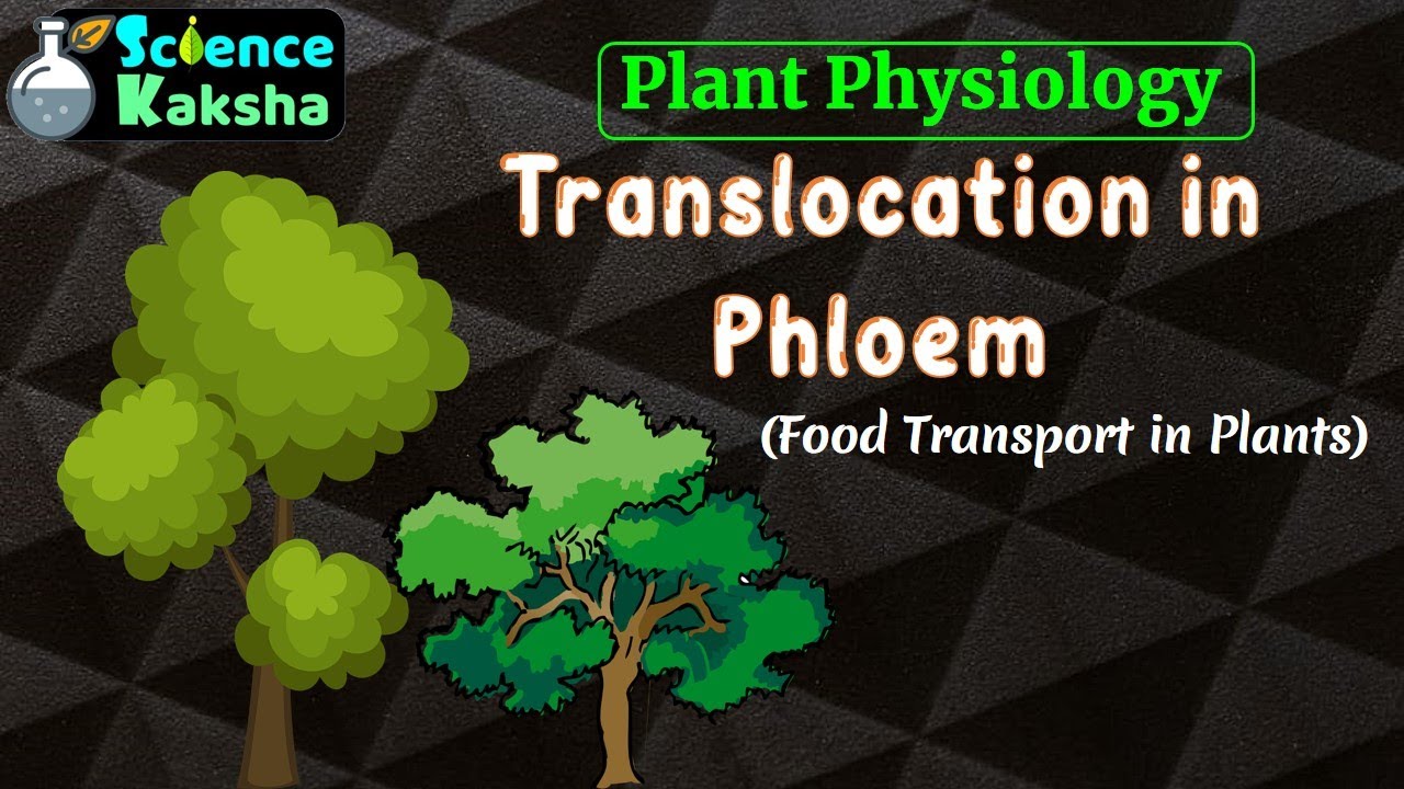 TRANSLOCATION IN PHLOEM | FOOD TRANSPORT IN PLANT | CSIR NET | PLANT PHYSIOLOGY