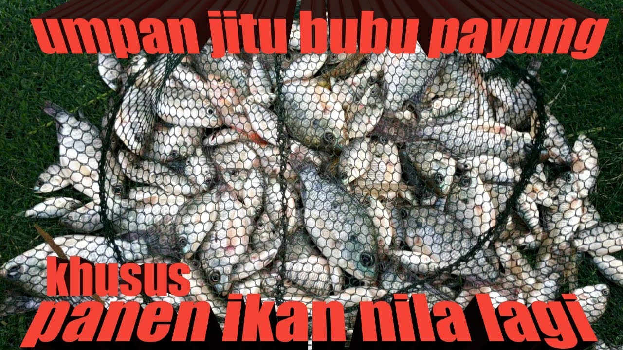 Subhanallah!!! Bubu payungku panen ikan nila banyak mas bro! #DB-91