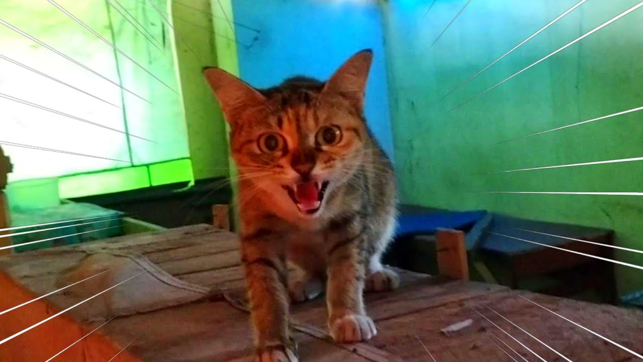 Try To Feed a Bunch of Grumpy Stray Cats | Streetcats Feeding