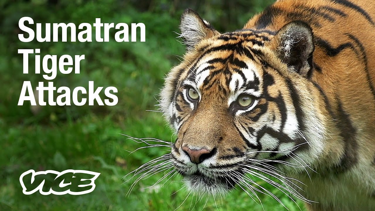 Deadly Tiger Attacks Are on the Rise in This Indonesian Village