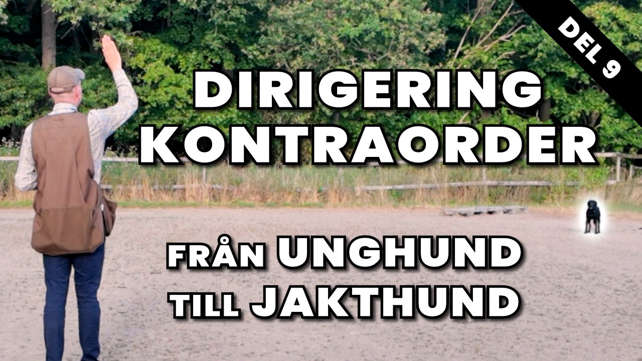 Dirigering med kontraorder - En Jaktlabbes resa till färdig Apportör - Del 9