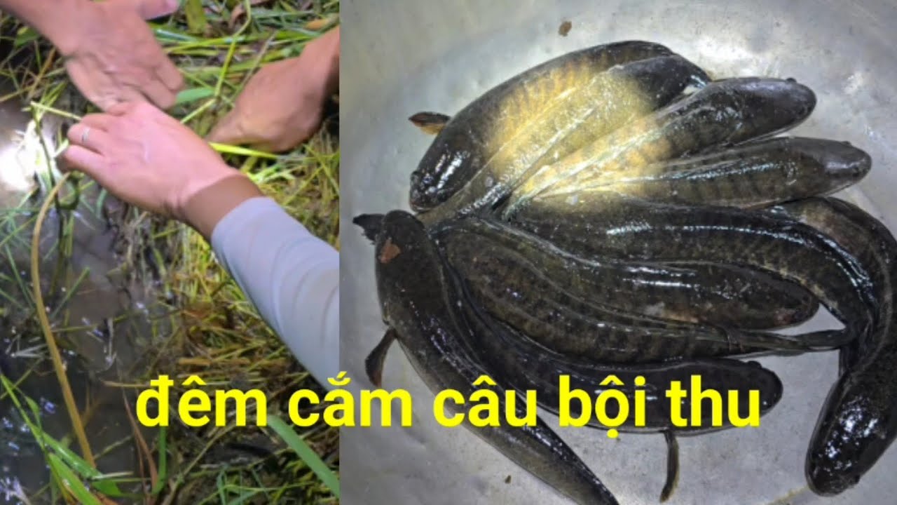 đêm cắm câu bội thu 