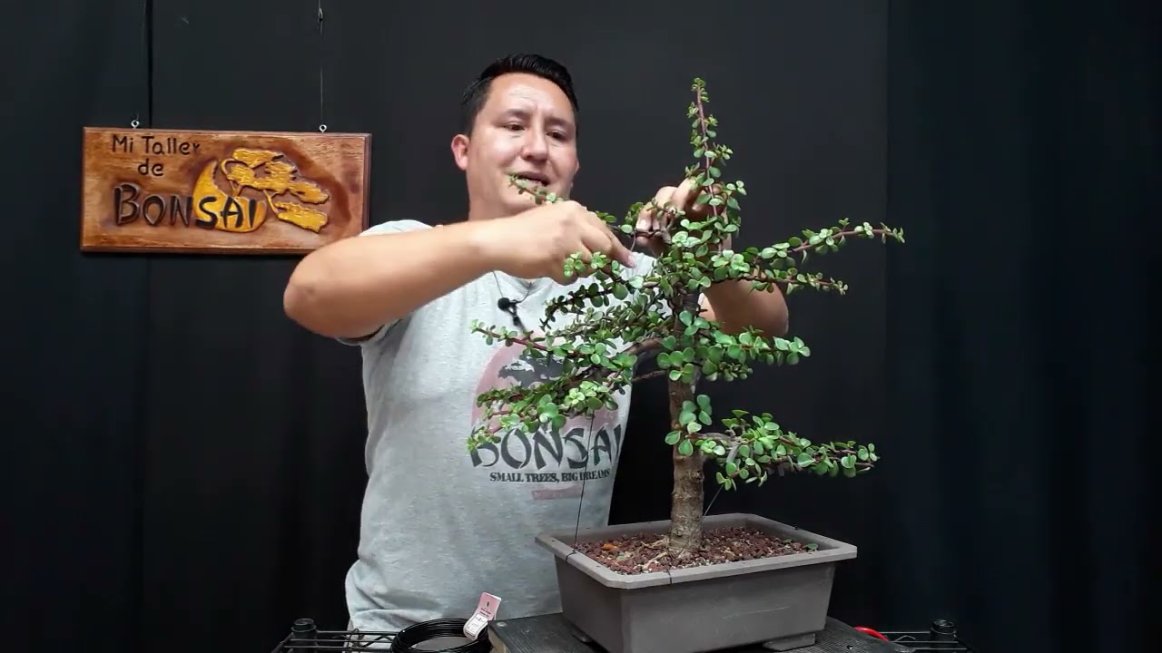 Portulacaria Afra, ACTUALIZACION