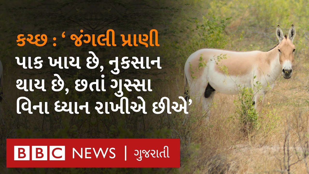 Kutch ના એ સમુદાયની વાત જેમના માટે ઘુડખર પરિવારનું સભ્ય છે અને સંપૂર્ણ જીવન તેમની સાથે વિતાવે છે
