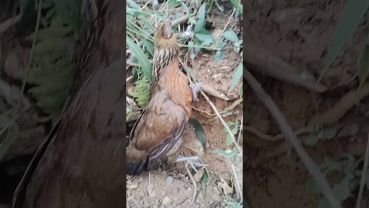 Trapping & Killing Wild Chickens in Paradise