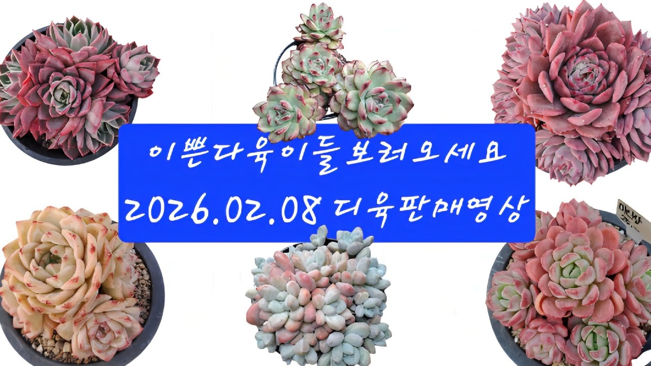 고등학생 매니아가 설명해주는 다육판매영상 !신세대다육 010 4105 9117#멋쟁이청년 #다육이 #신세대다육 #succulent #plants #수입다육#꽂피는다육#꽃보는육