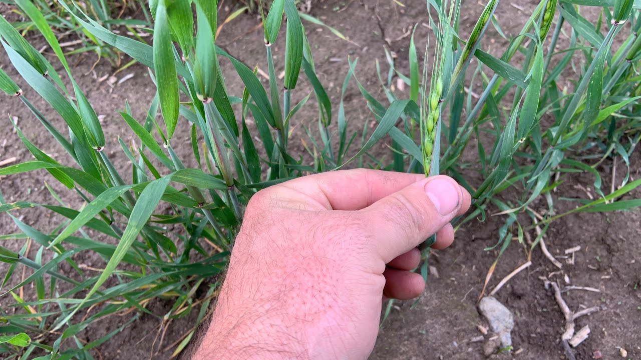 CROP FAILURE! 2025 is looking like a total disaster 😔