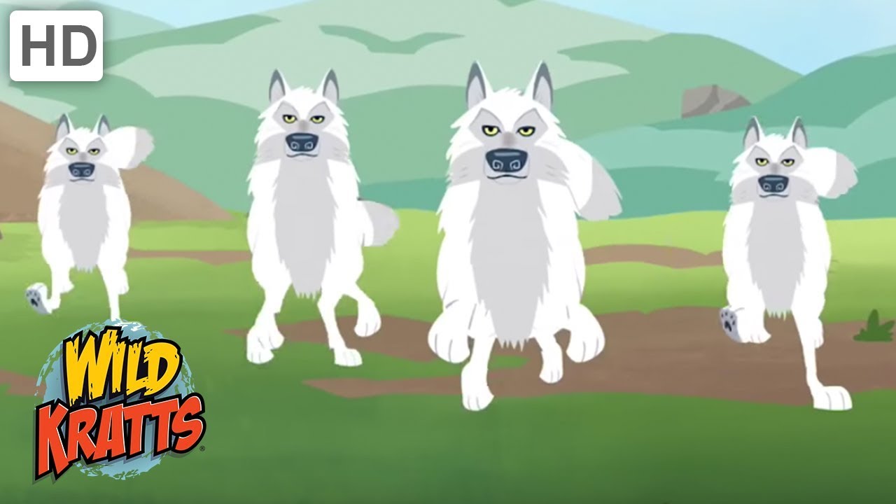 Wild Kratts - Showcasing Beautiful Animals #3 | Kids Videos