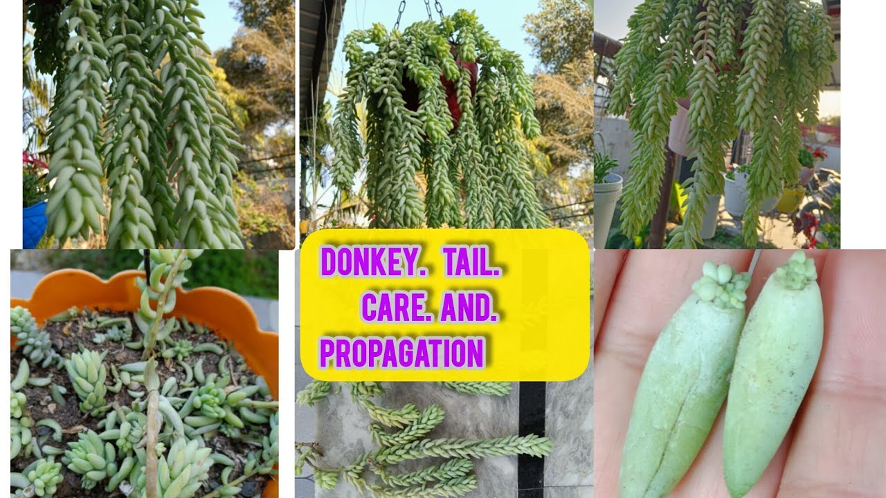 Burro's Tail Plant Succulent 🌵 Burro's Tail Propagation And Care / Burro's Tail / Donkey Tail Care❤️