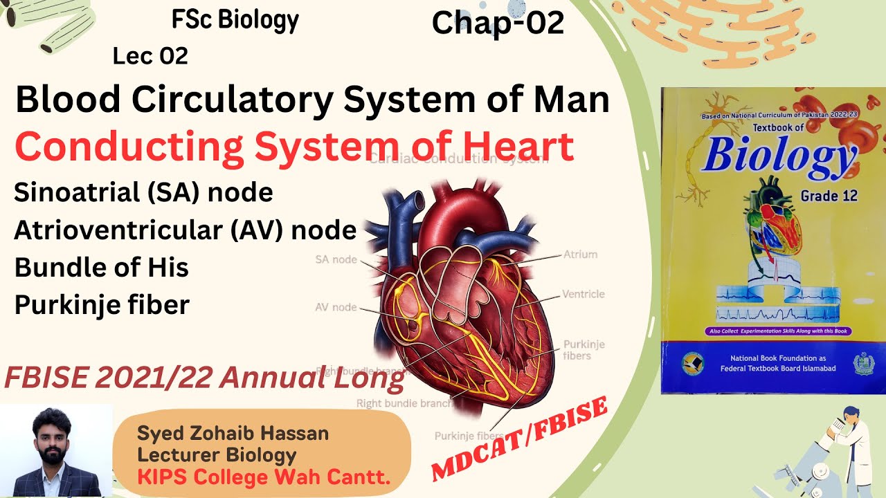 CONDUCTING SYSTEM OF HEART Chap 2: Blood Circulatory System of Man 12 Class Biology| Zohaib Hassan