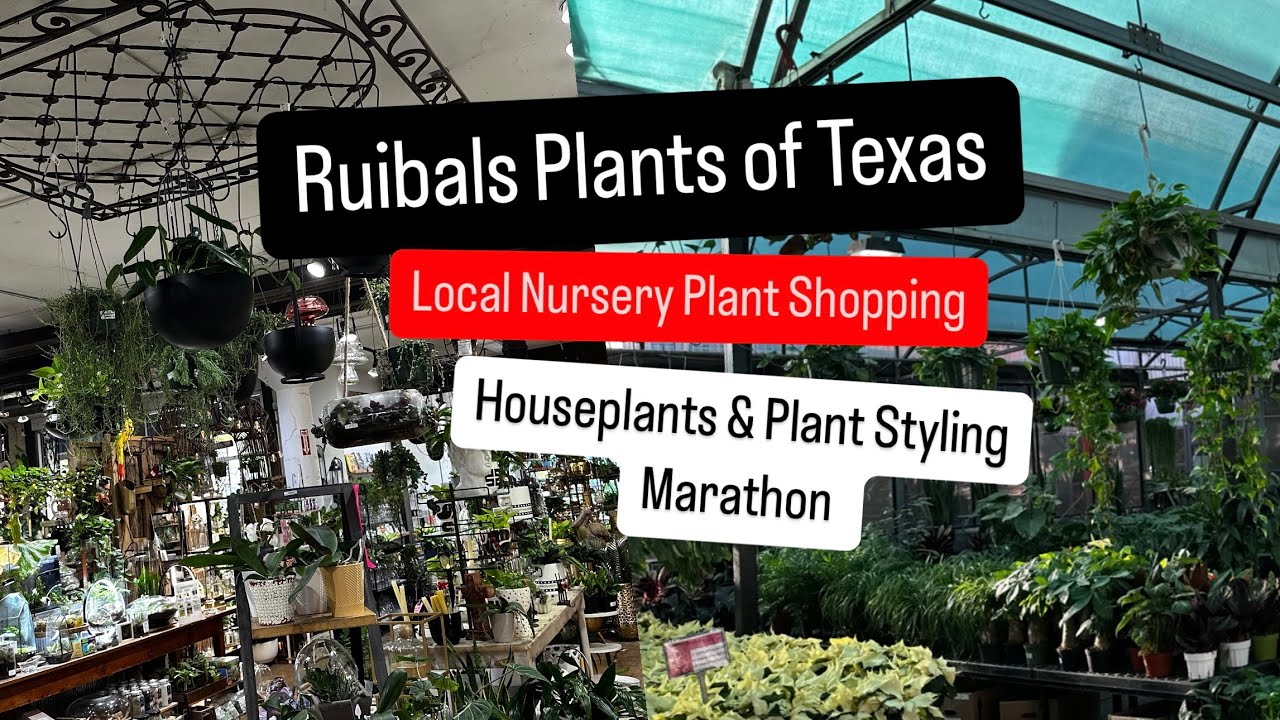 Big Box Store Plant Shopping Alternative Shop Local Ruibal's Plants of Texas Houseplants Marathon