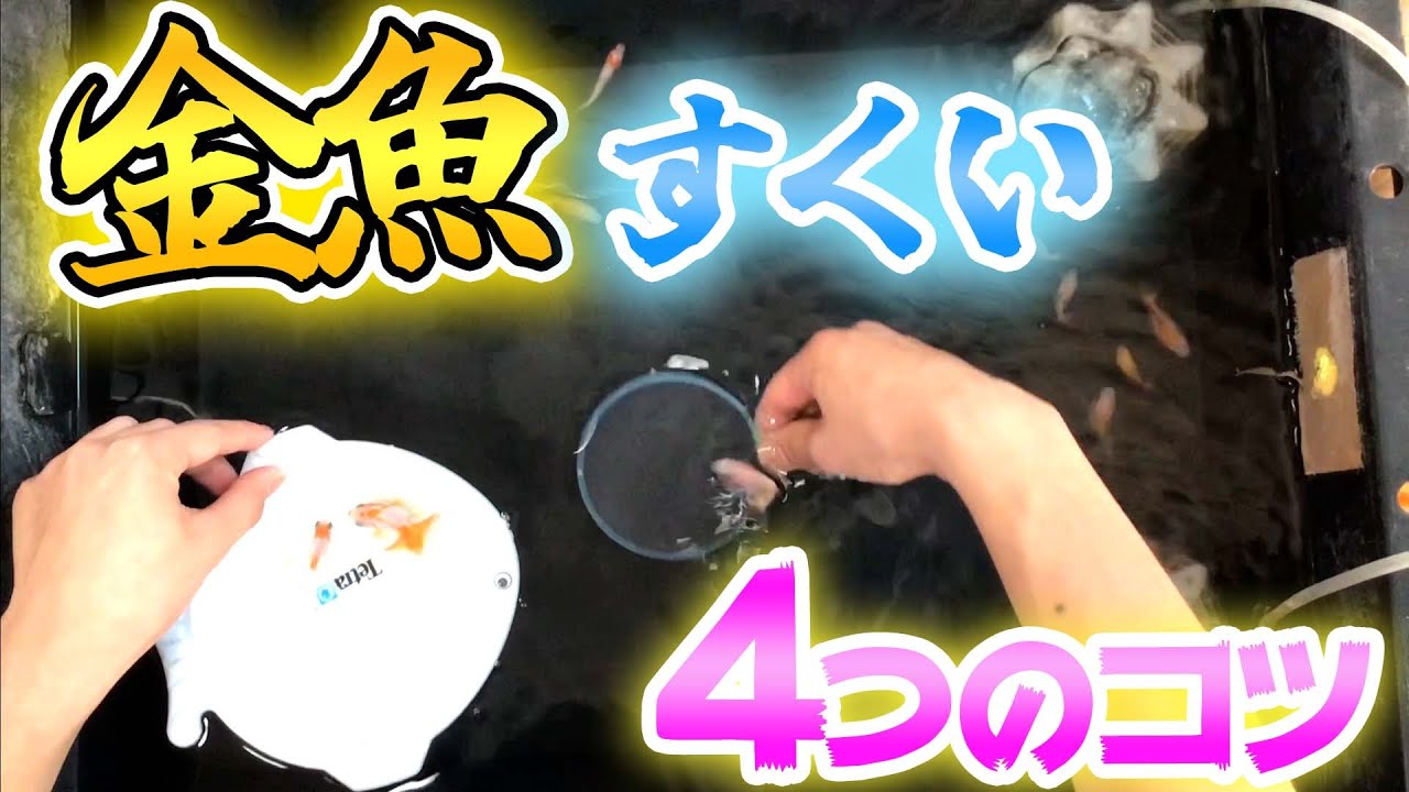 金魚すくい　4つのコツ