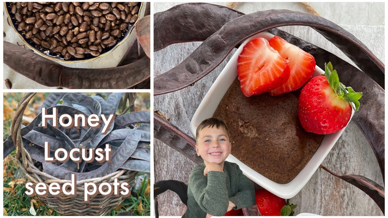 HONEY LOCUST SEED PODS! Did you know that they are edible? Let us show you what to make out of them!