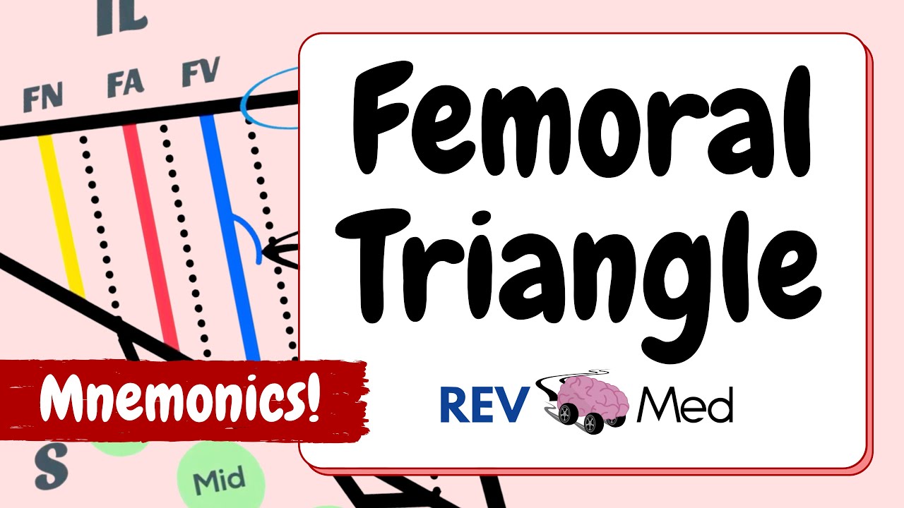 Femoral Triangle Anatomy: Using Mnemonics (MADE EASY)