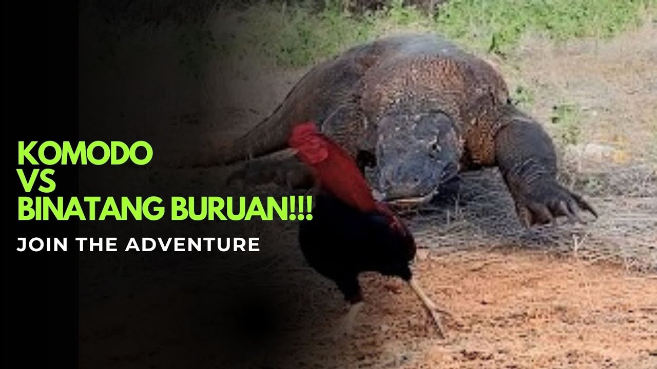 Komodo VS Binatang Buruan|KomodoTimor|🇲🇨