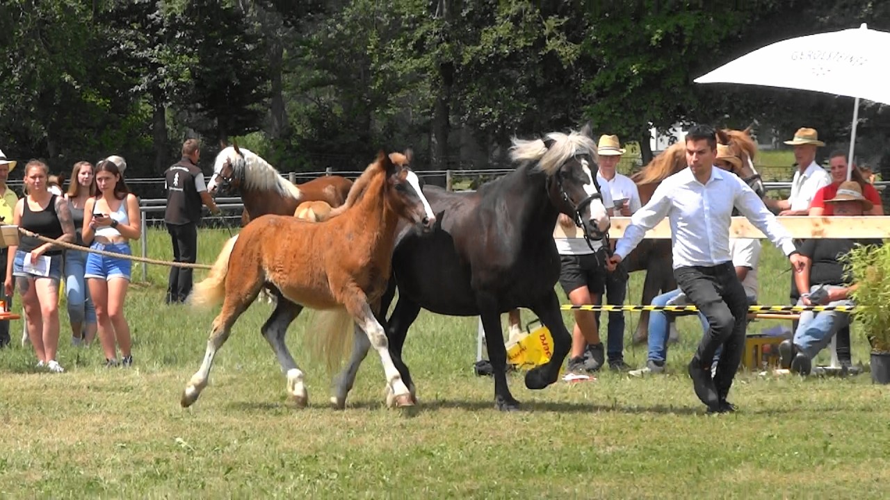 66. Vino - SchwK Hengst von Valentino x Liesa v. Maitanz - Fohlenschau Pfullendorf - 24.06.2023