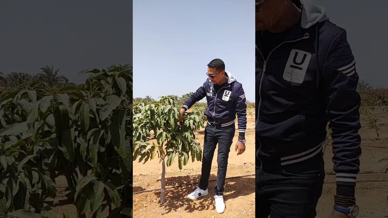 زياره وارشادات لشتلات المانجو حديثه الزراعه