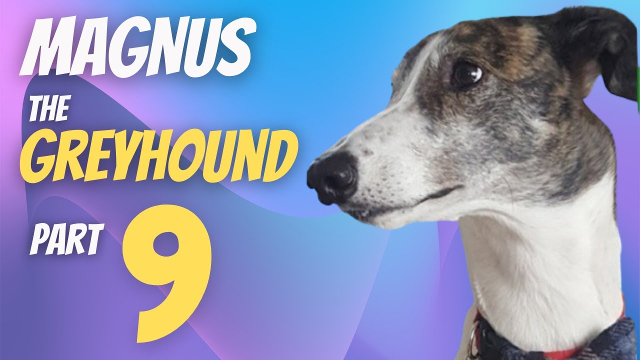 Adopting a Greyhound  - Magnus 9