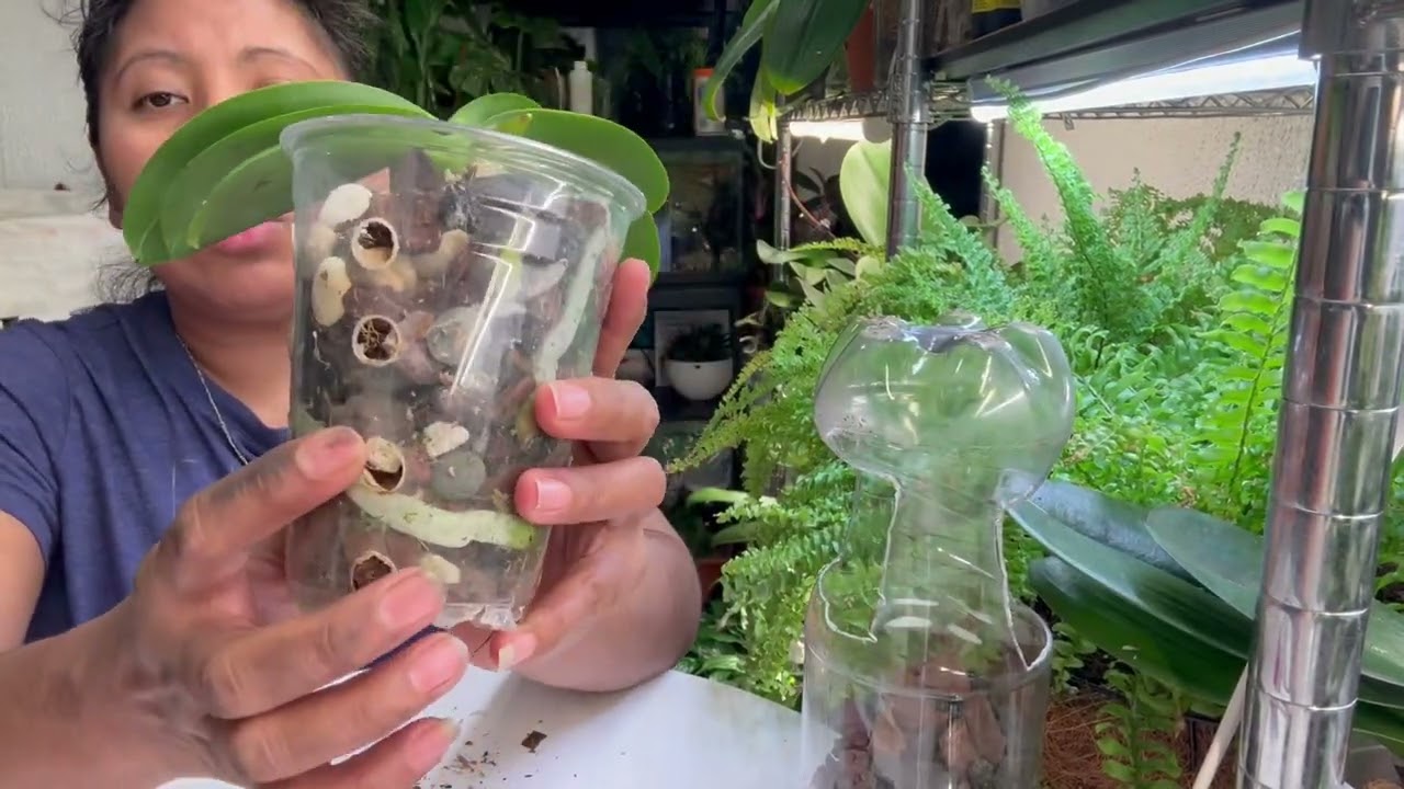 Como poner una orquídea en una botella de plástico 