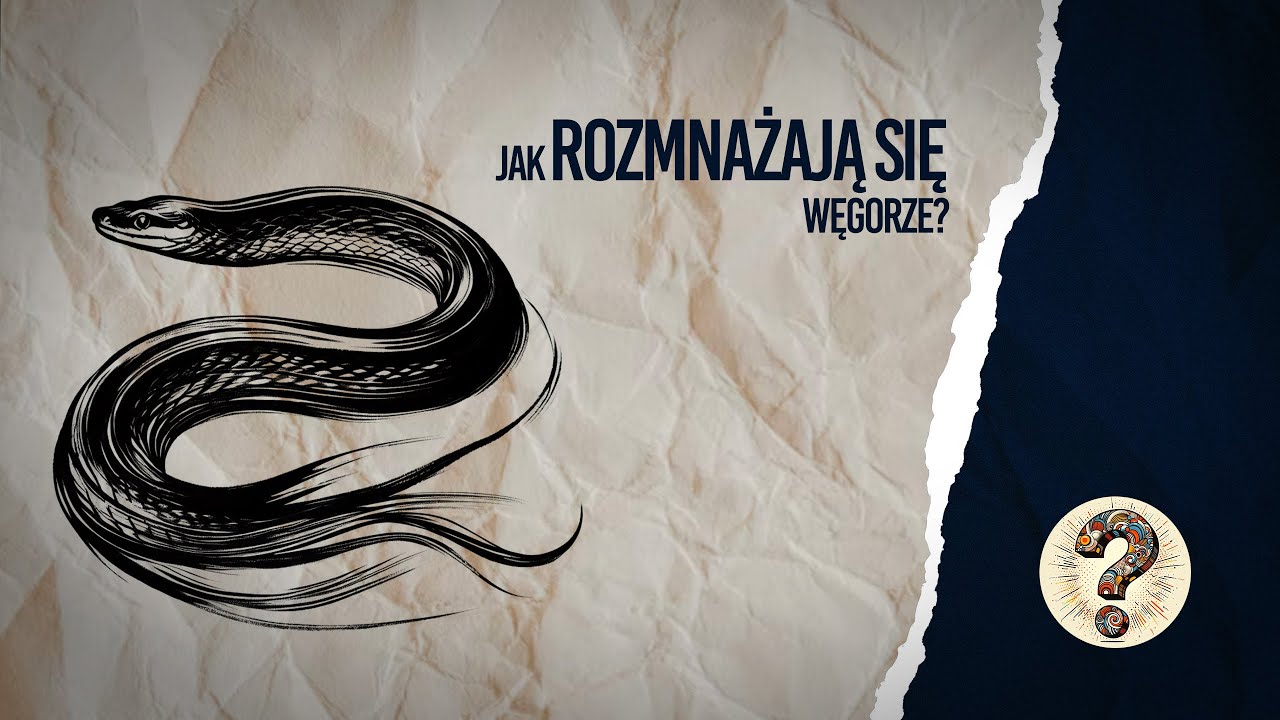 Dlaczego nie wiemy jak rozmnażają się węgorze?