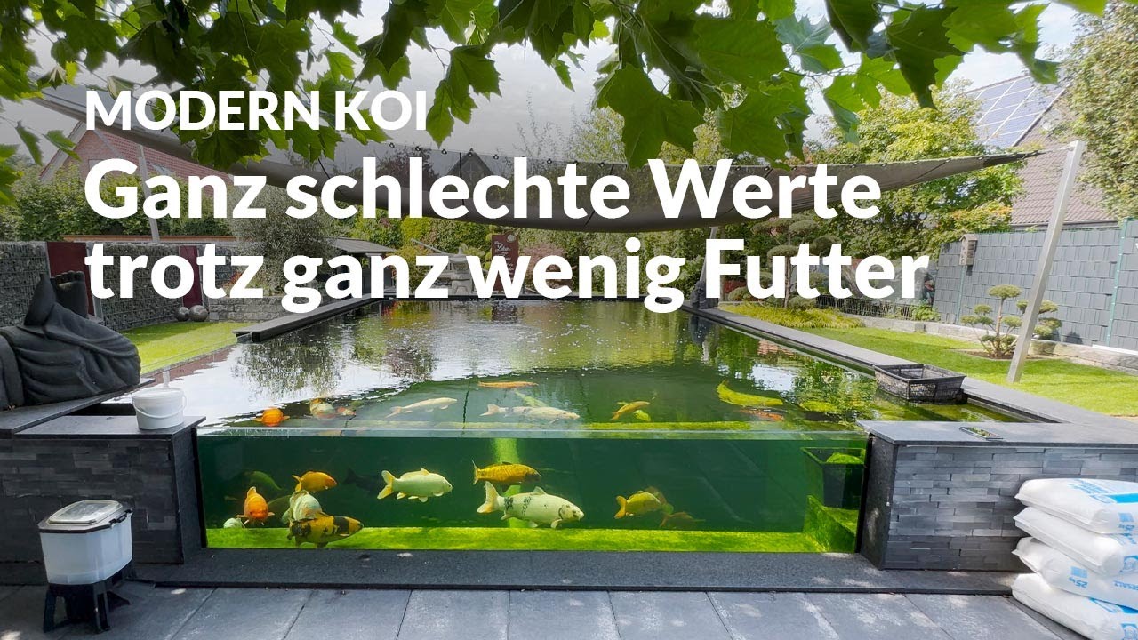 Eine Wasseranalyse an Hermanns Teich | Modern Koi Blog #7213