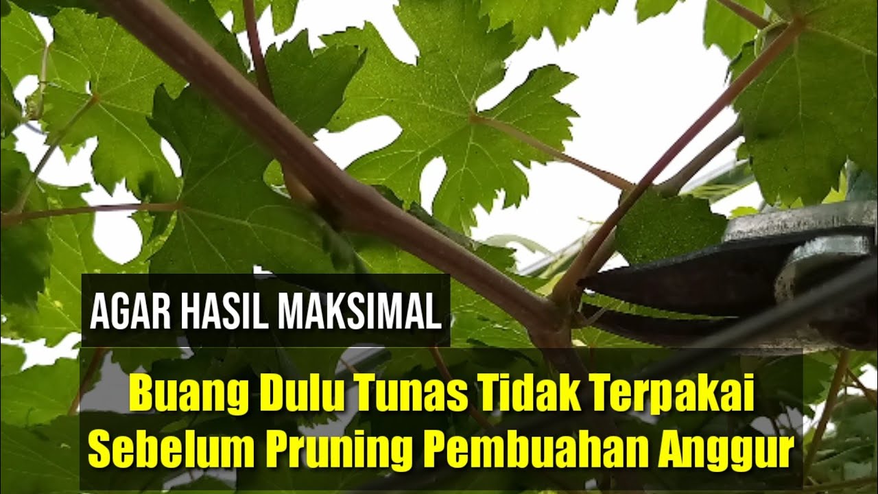 TIPS & TRIK Sebelum Pruning Pembuahan Anggur