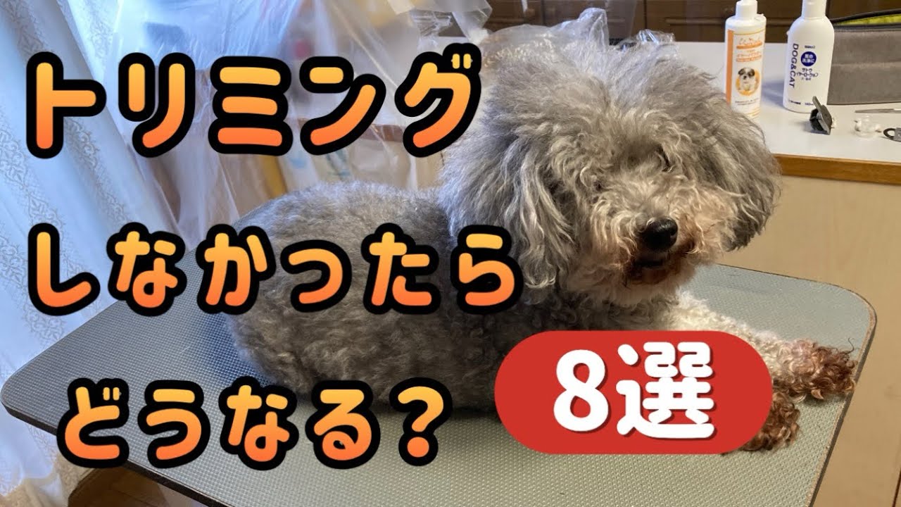 長期間トリミングしなかったら愛犬はどうなる？8選／目ヤニ、フケ、皮膚病、毛玉