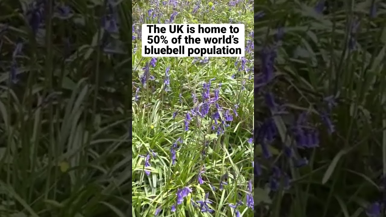 UK home to 50% of the world&rsquo;s BLUEBELL population 🥳 #nature #bluebells #spring #facts #naturelovers
