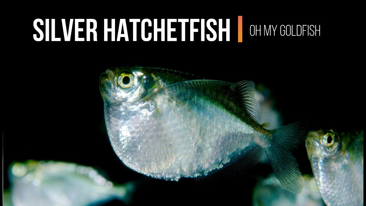Silver Hatchetfish - Gasteropelecus sternicla - Fresh Water Aquarium Fish