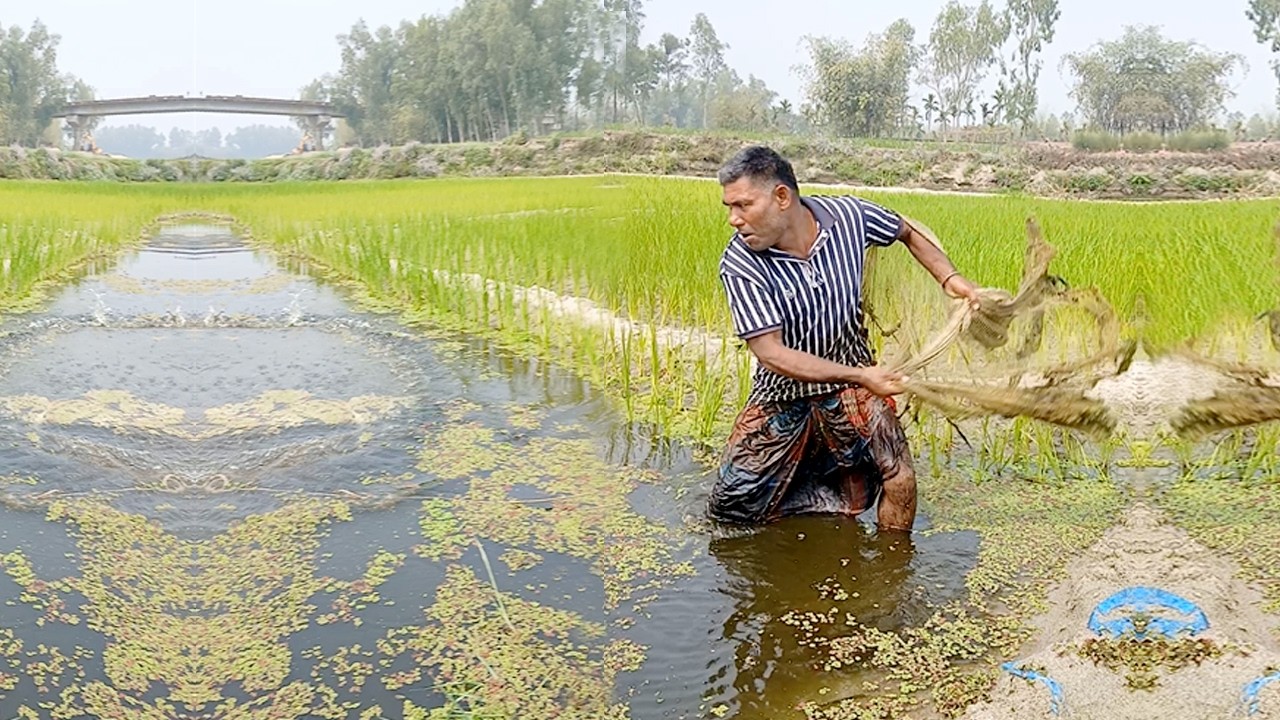 Amazing Traditional Cast Net Fishing Village In River - Village Net Fishing Video - Best Net Fishing