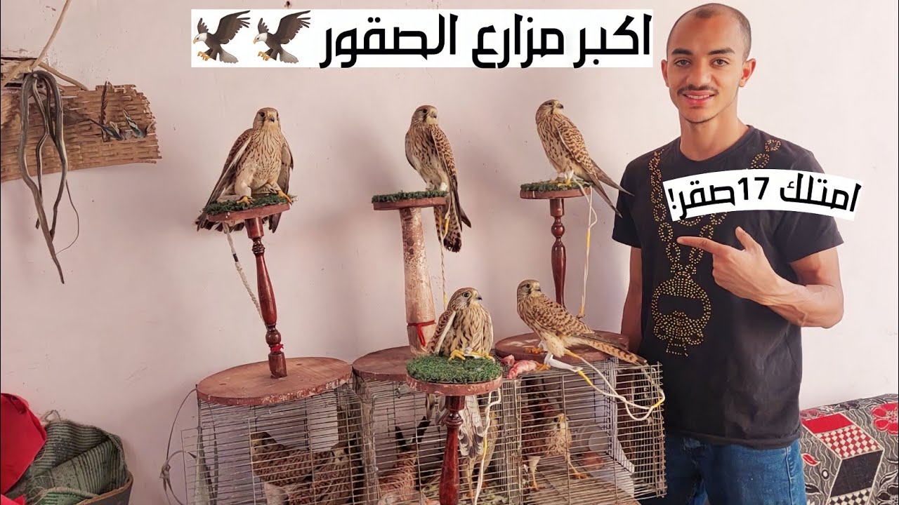مزرعة إسلام كرم للصقور والجوارح بالاسعاااار وارقام التليفون صقور شاهين صقور وكرى صقور شرياص و ..