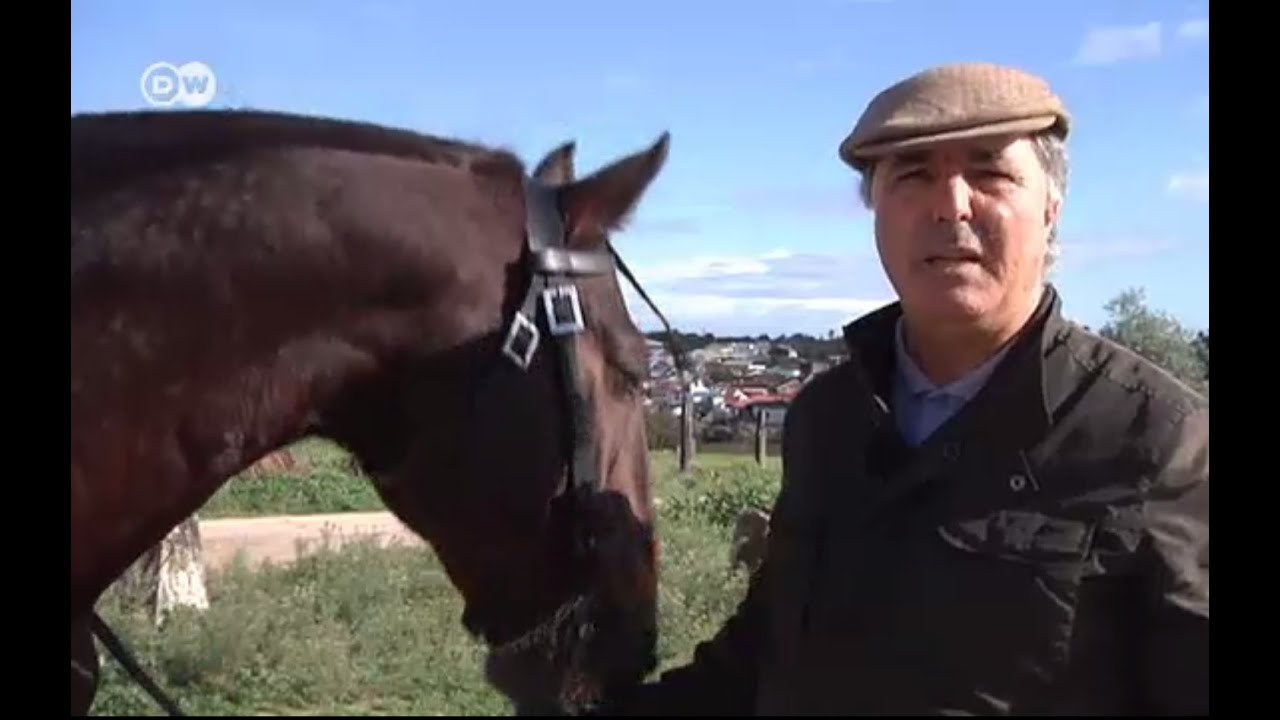 Португальські коні лузитано - жертви національного безгрошів'я