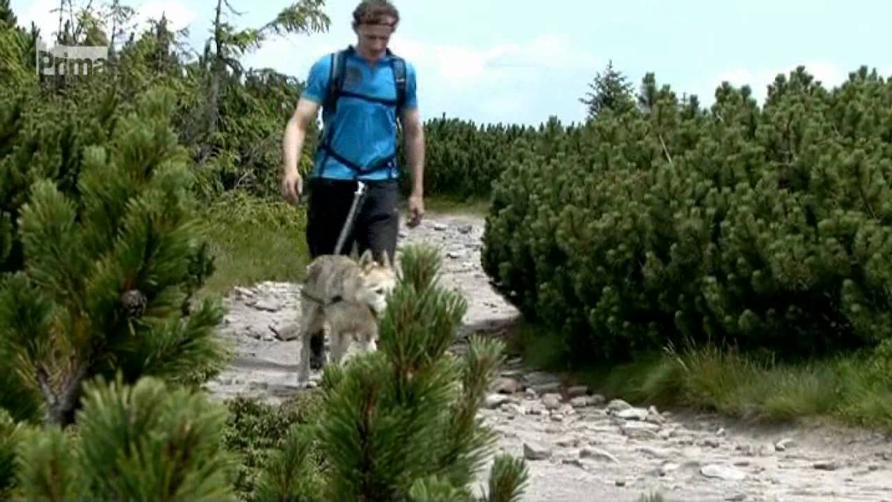 Prima SVĚT: DogTrekking Maraton