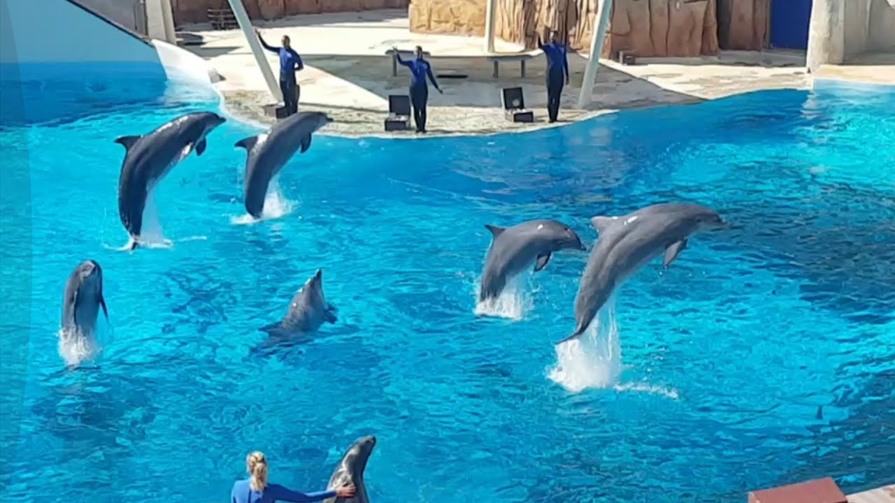 Parc Ast&eacute;rix : sp&eacute;ctacle des dauphins 🐋🐋🐋🐋🤩🤩🤩🤩🤩