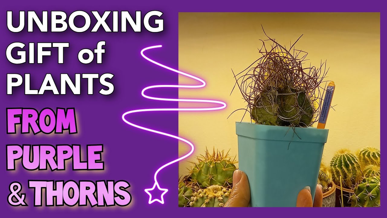 UNBOXING Cactus Plants from PURPLE & THORNS | Cactus & Succulent Gifts |JULY 2021