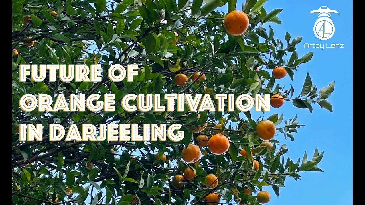 Future of Orange cultivation in Darjeeling|Orange|Darjeeling orange|Suntala of Darjeeling|Citrus
