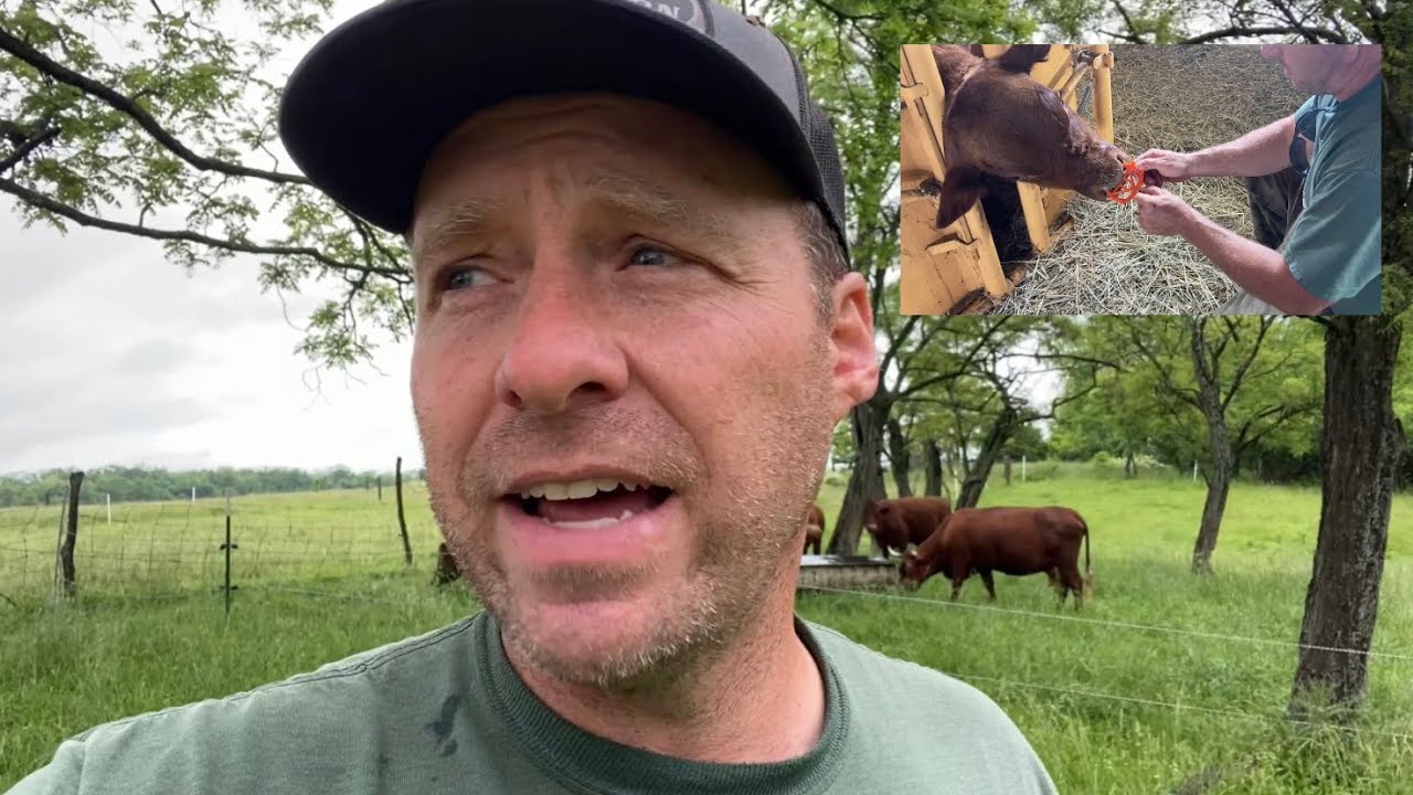 Reality of Weaning Calves - Do Wean Rings Work?  Red Devon Cattle