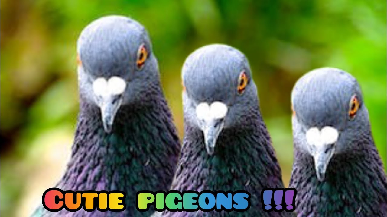 Funny PIGEONS 🐦 !!!