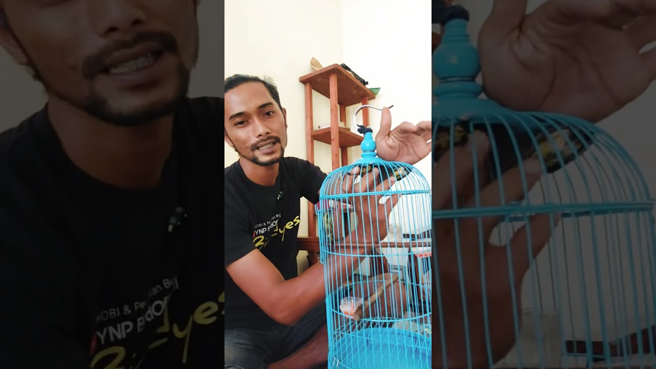 Cara cepat menjinakan sogon Ombyokan 