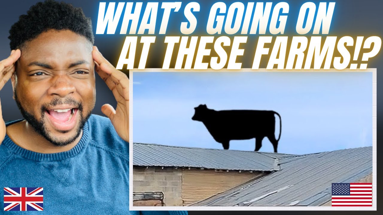 WHEN FARM ANIMALS GO CRAZY! - Brit Reacts